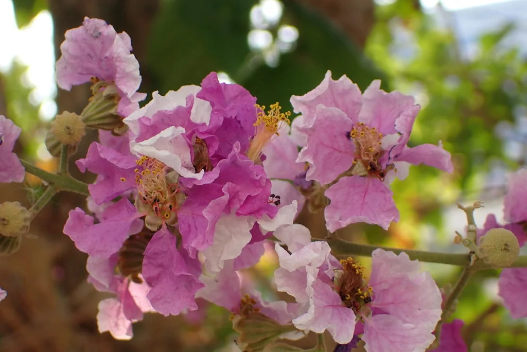 Lagerstroemia indica