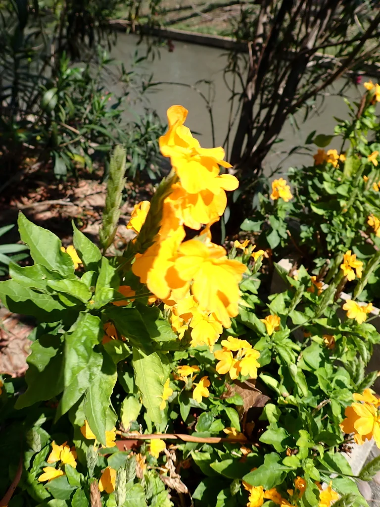 Crossandra Infundibuliformis
