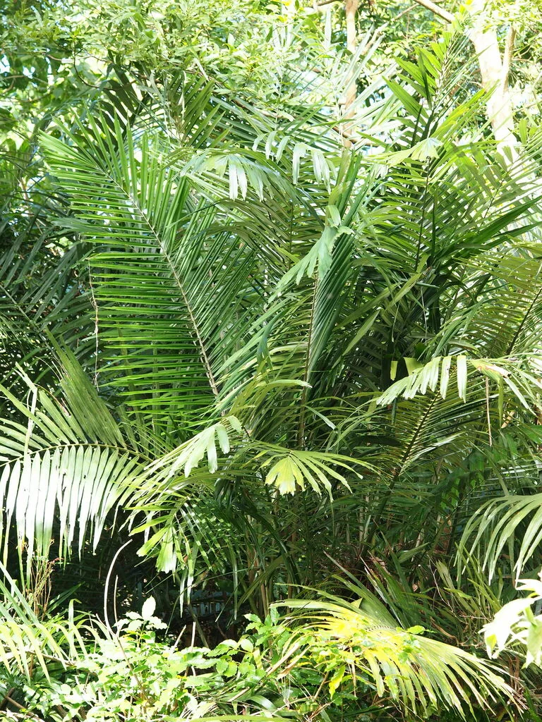 Arenga Engleri