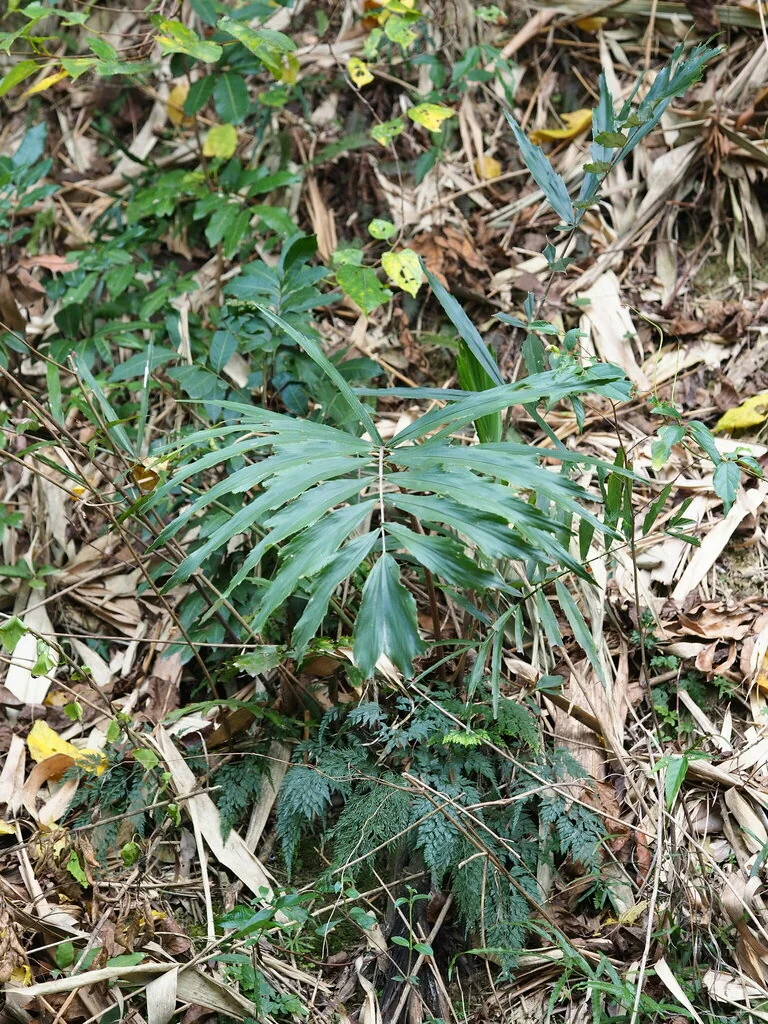 Arenga Engleri