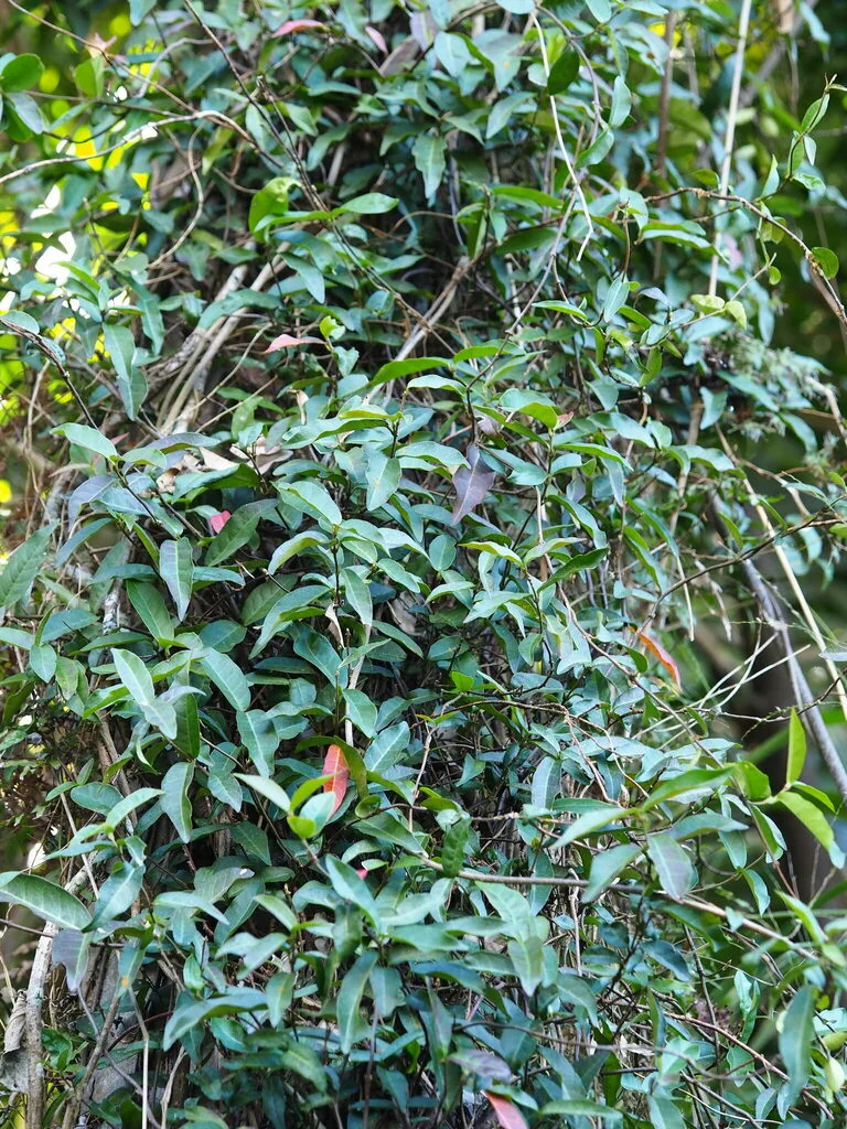 Trachelospermum Jasminoides