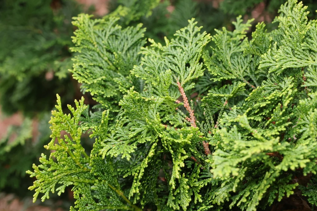 Chamaecyparis Obtusa