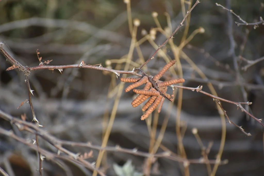 Prosopis Pubescens