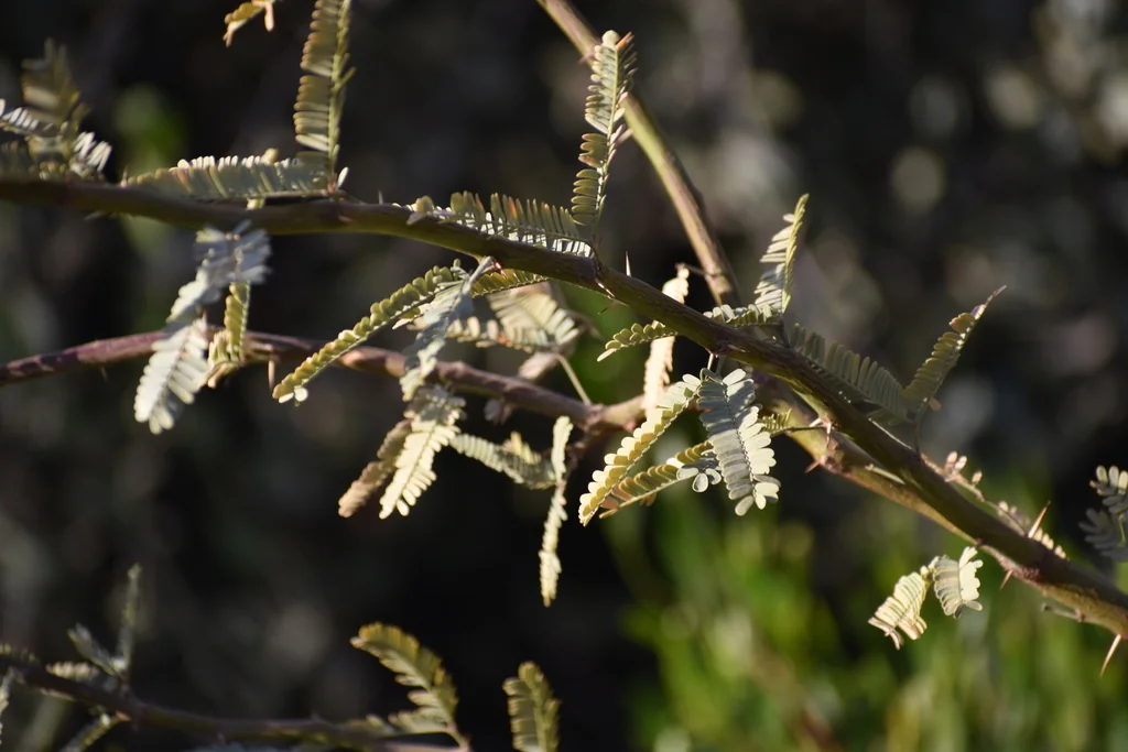 Prosopis Velutina