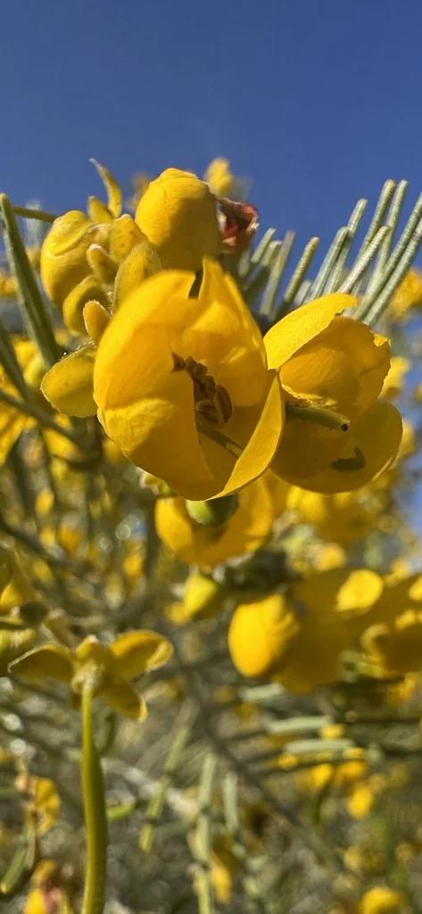 Senna Nemophila
