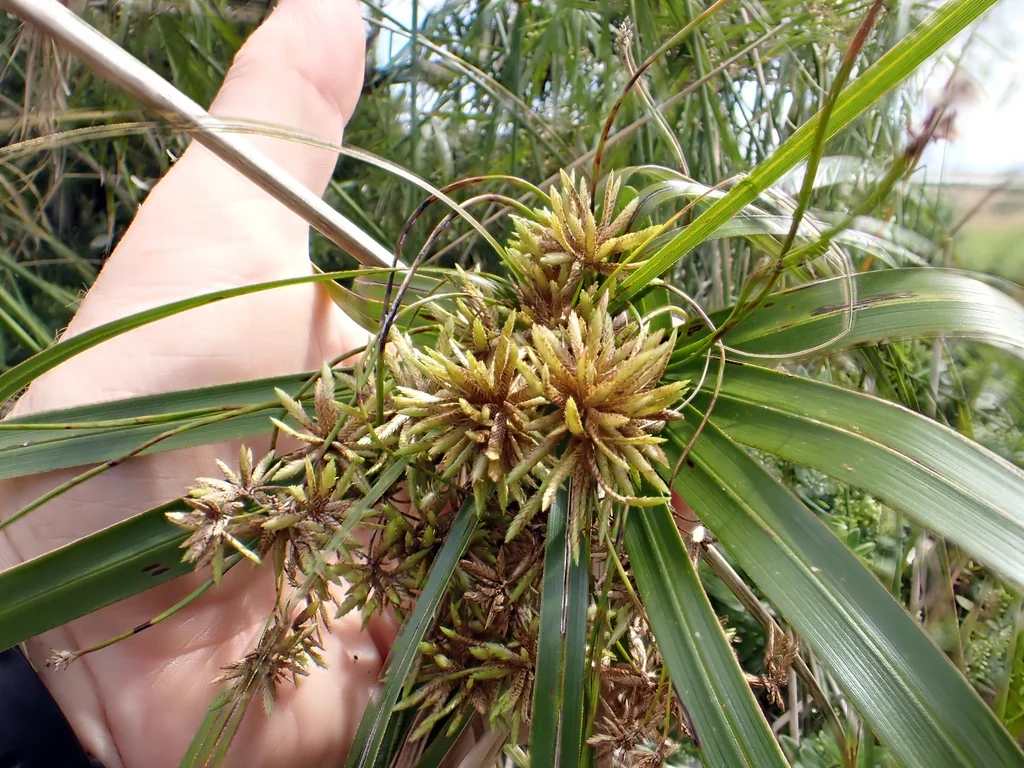 Cyperus involucratus