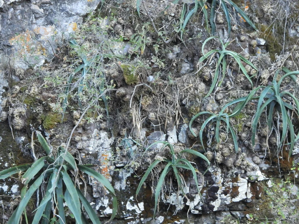 Agave Vilmoriniana