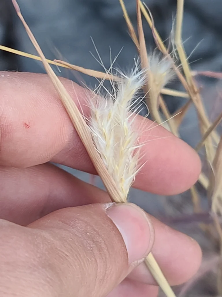Bothriochloa Barbinodis