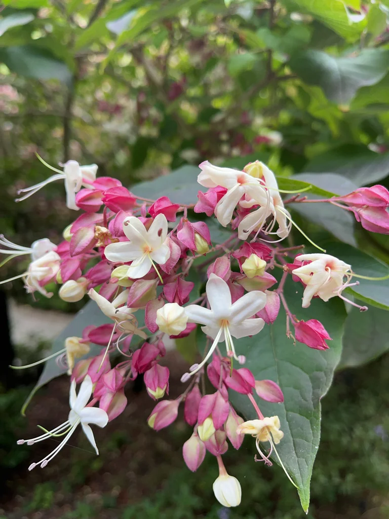 Clerodendrum Trichotomum
