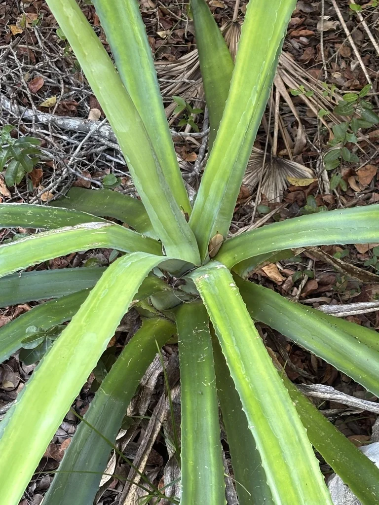 Agave Sisalana