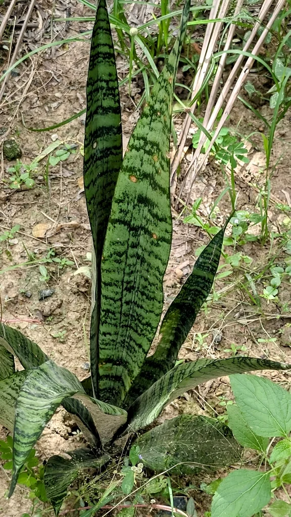 Sansevieria Trifasciata