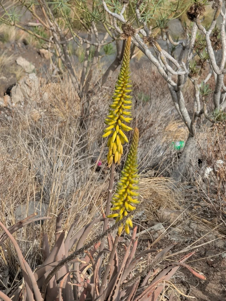 Aloe Vera