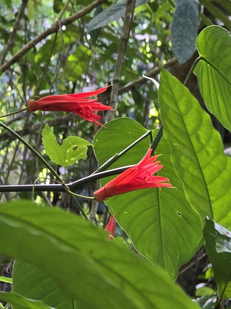Passiflora Vitifolia