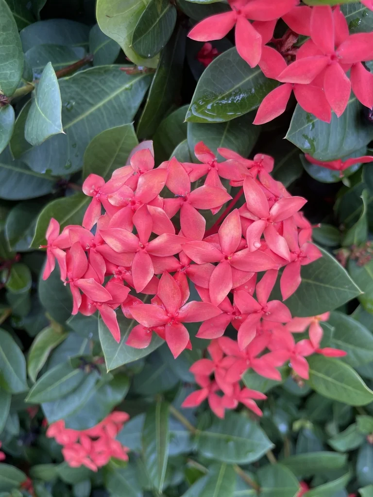 Ixora Coccinea