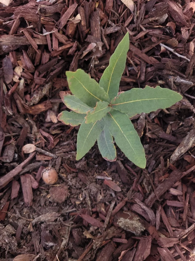 Quercus Engelmannii