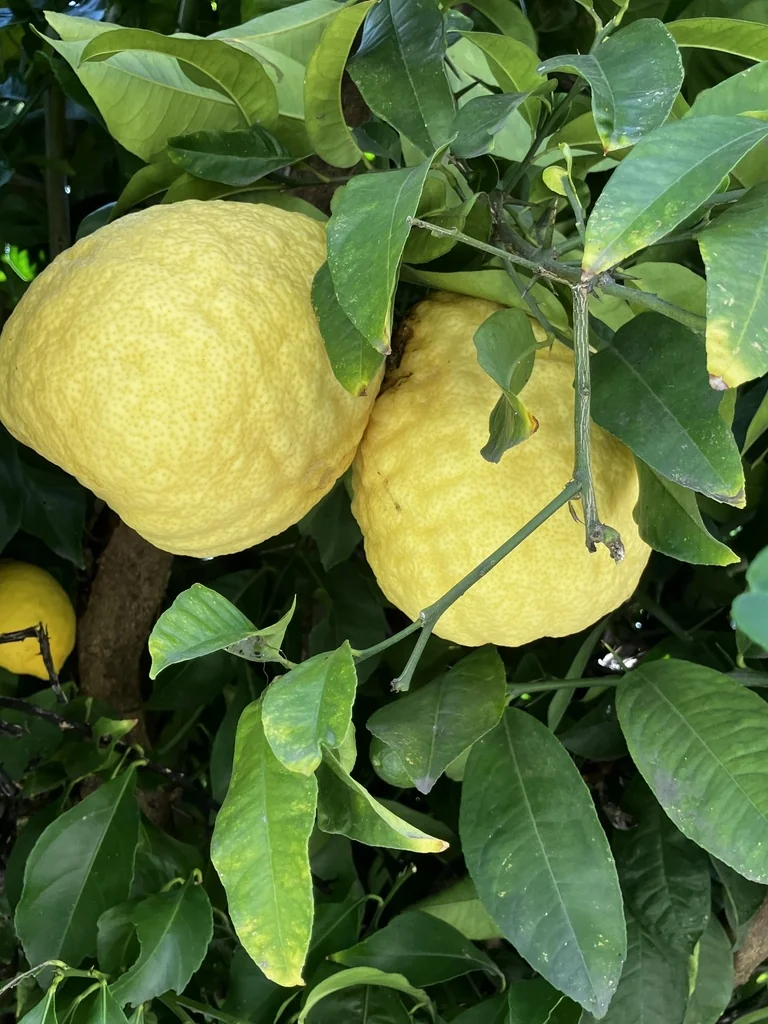 Citrus Maxima
