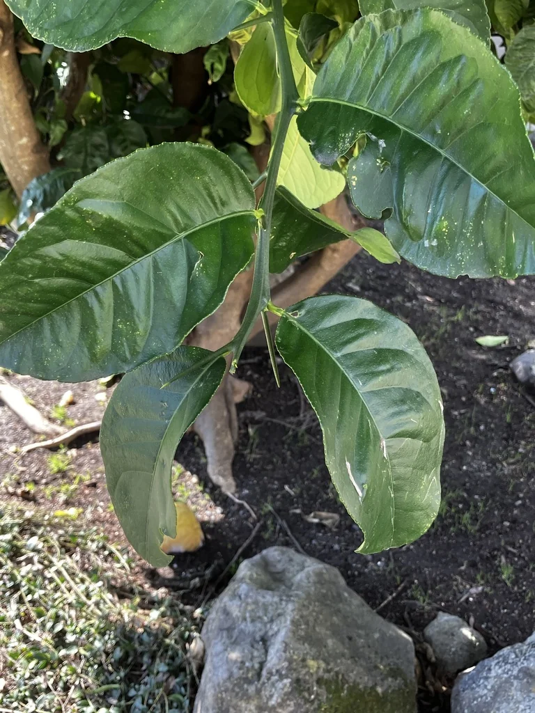 Citrus Maxima