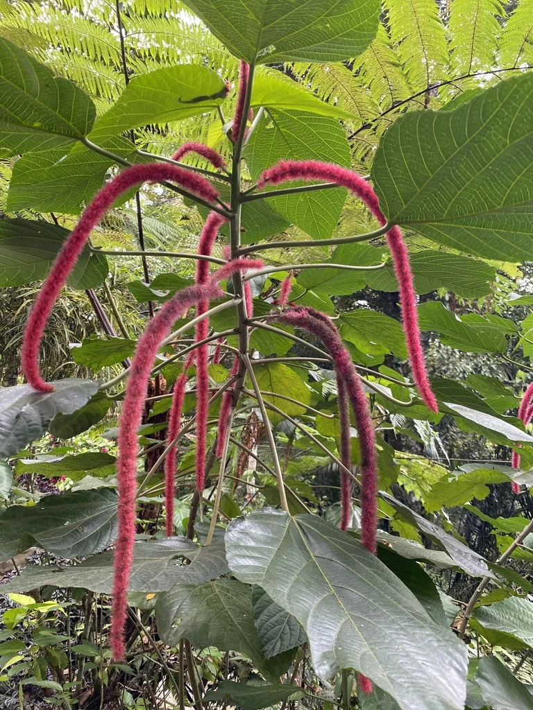 Acalypha hispida