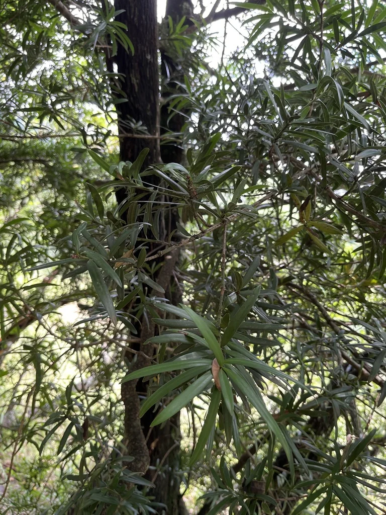 Podocarpus Latifolius