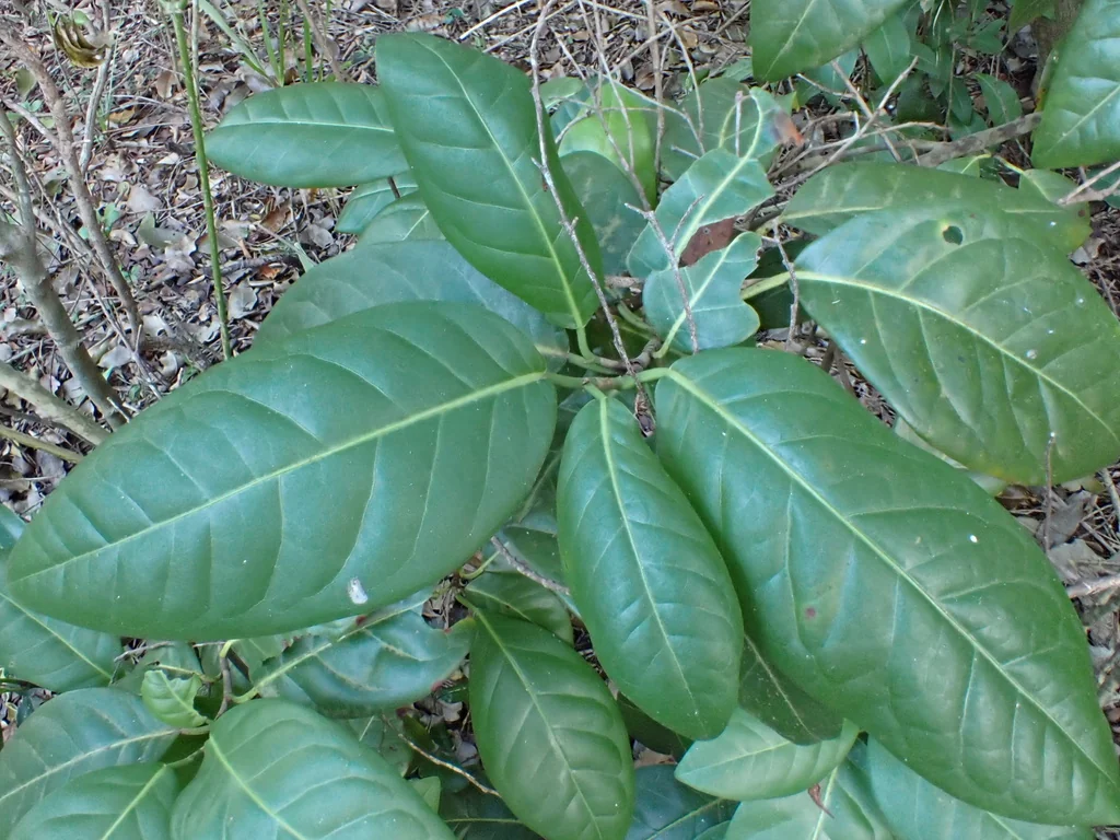 Coccoloba Diversifolia
