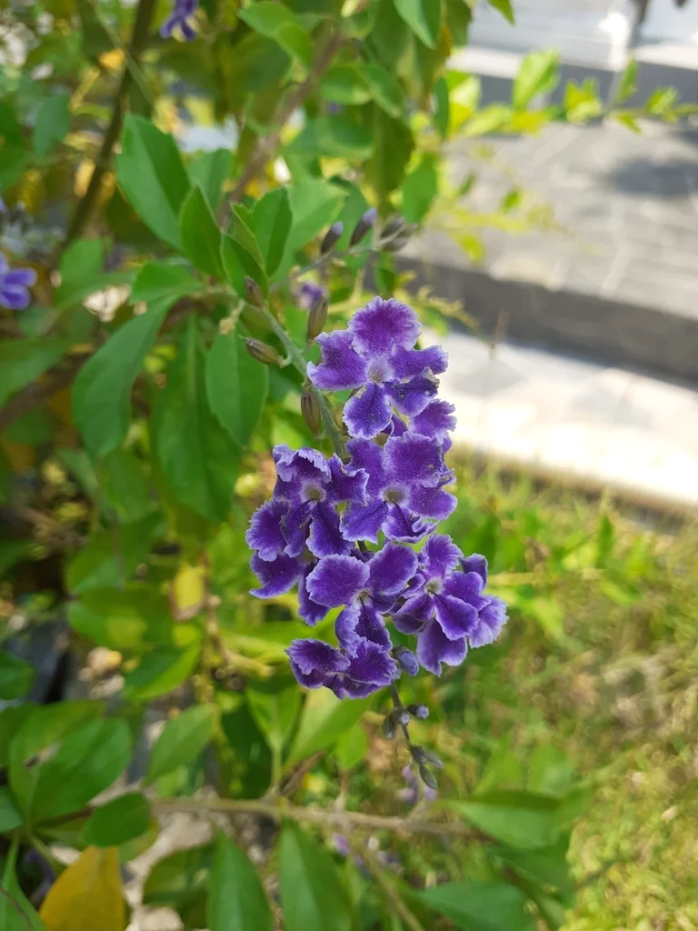 Duranta Erecta