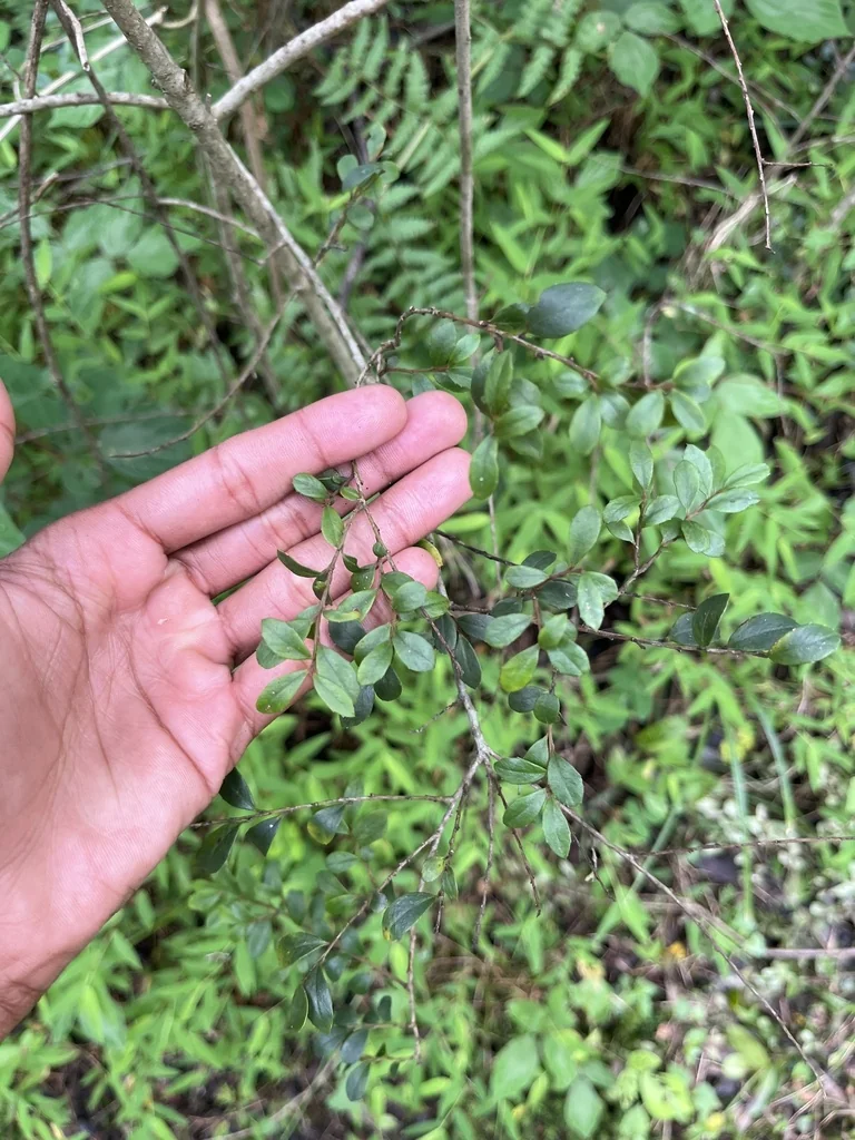 Myrsine Africana