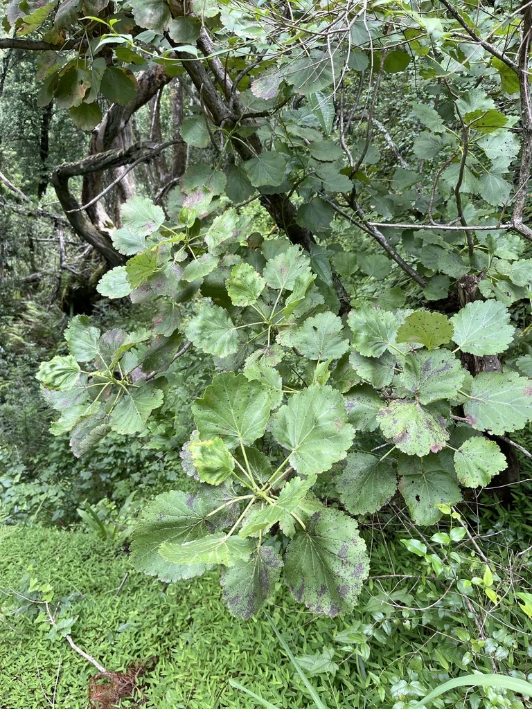 Greyia Sutherlandii
