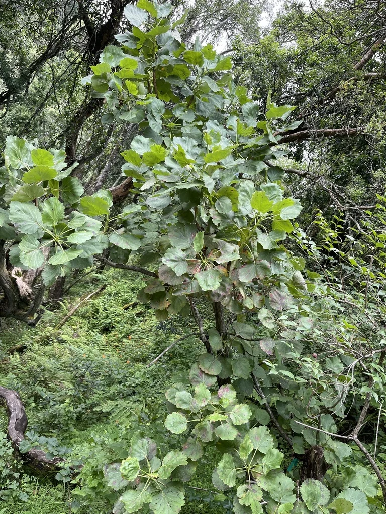 Greyia Sutherlandii