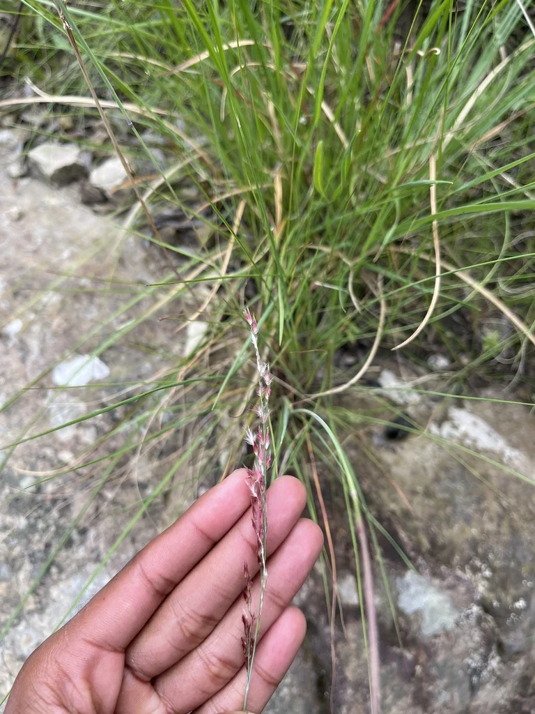 Melinis Nerviglumis