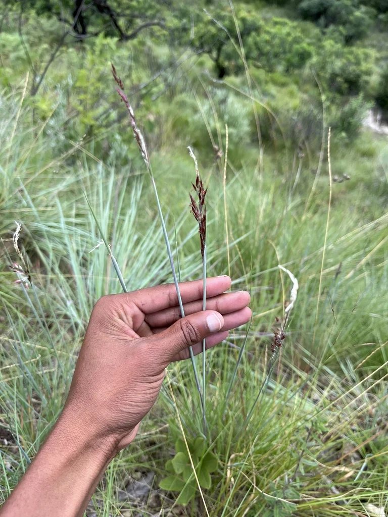 Melinis Nerviglumis