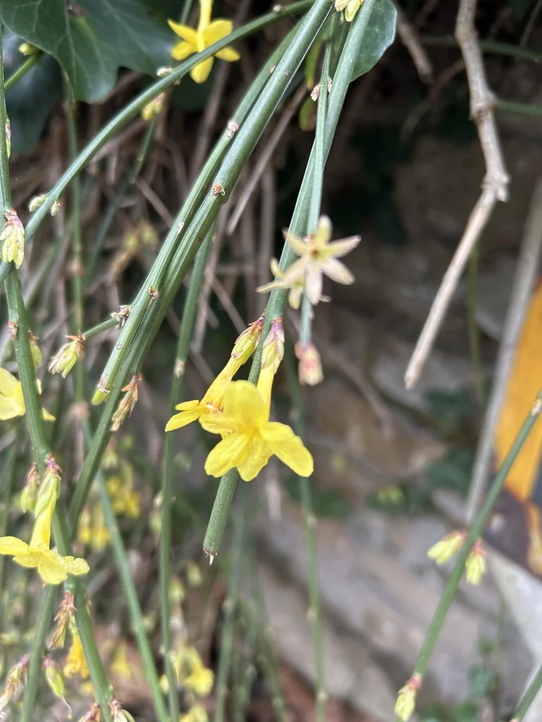 Jasminum Nudiflorum