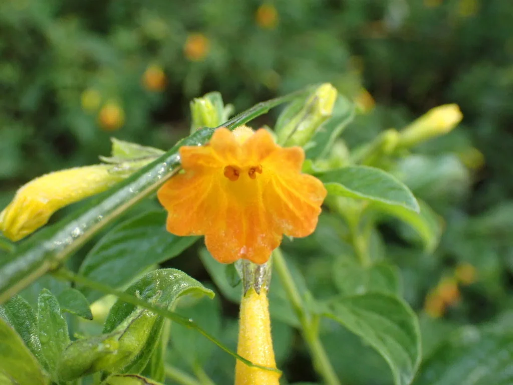 Streptosolen Jamesonii