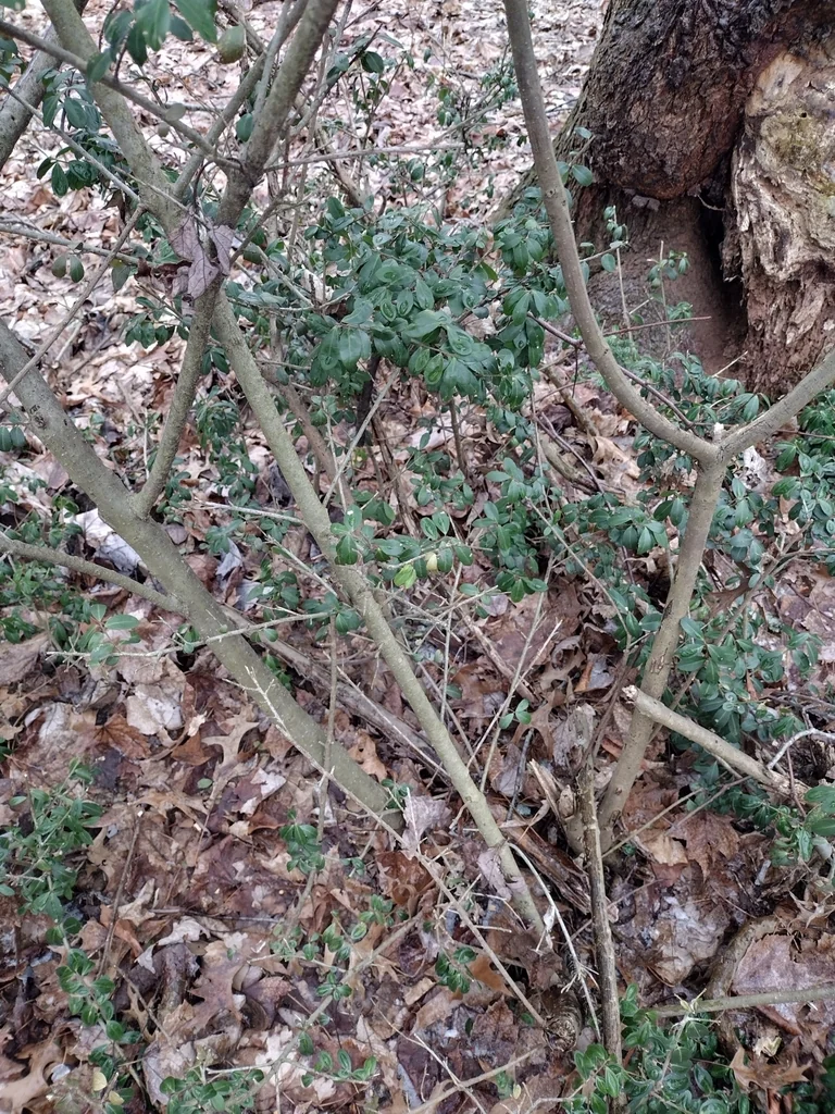Ilex crenata