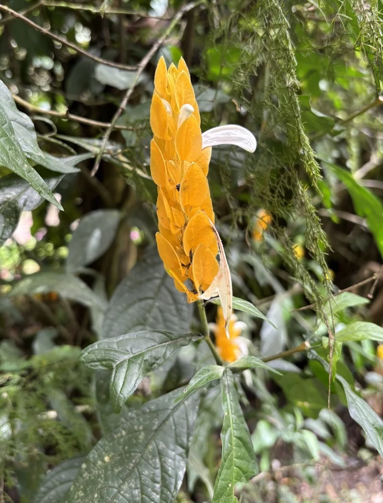 Pachystachys Lutea
