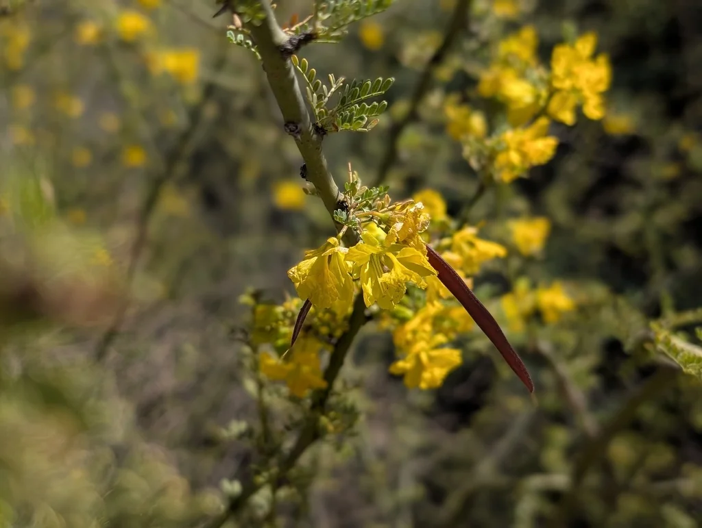 Parkinsonia Praecox
