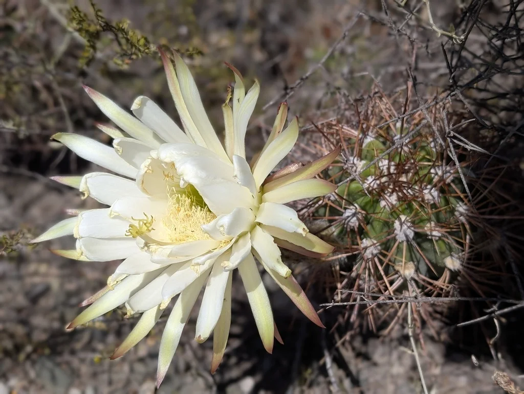 Echinopsis Candicans