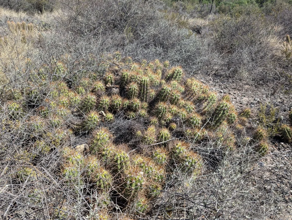 Echinopsis Candicans