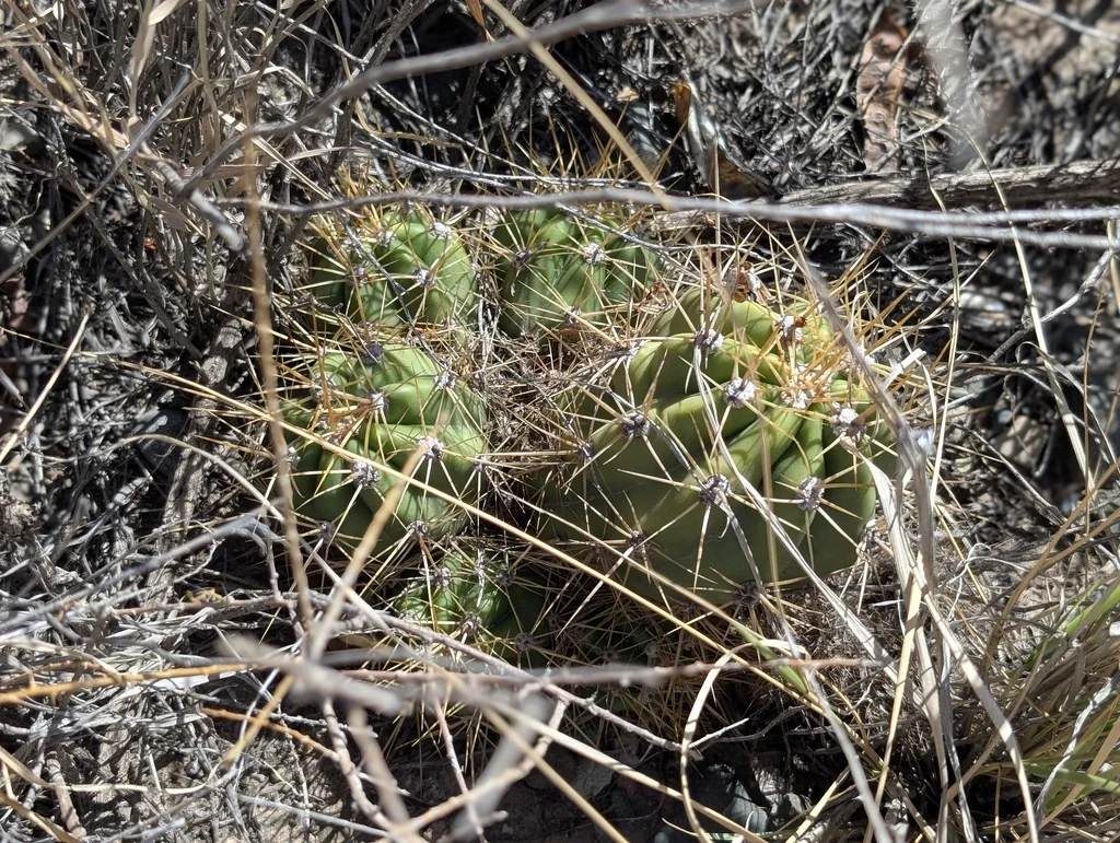 Echinopsis Candicans