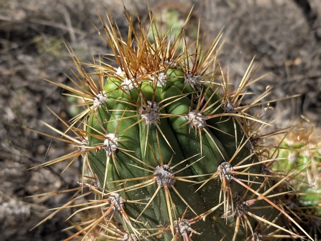 Echinopsis Candicans