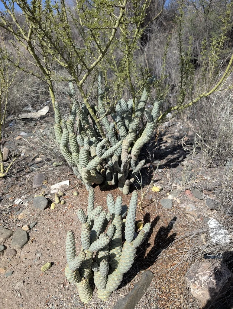 Tephrocactus Articulatus