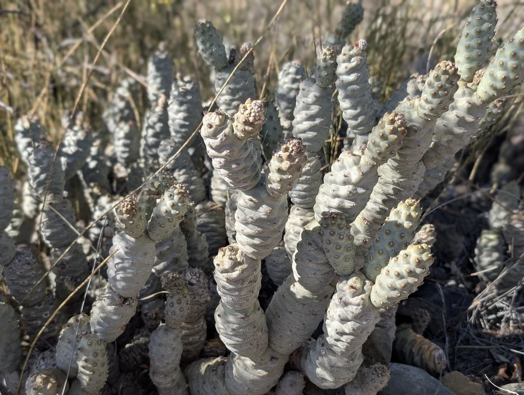 Tephrocactus Articulatus
