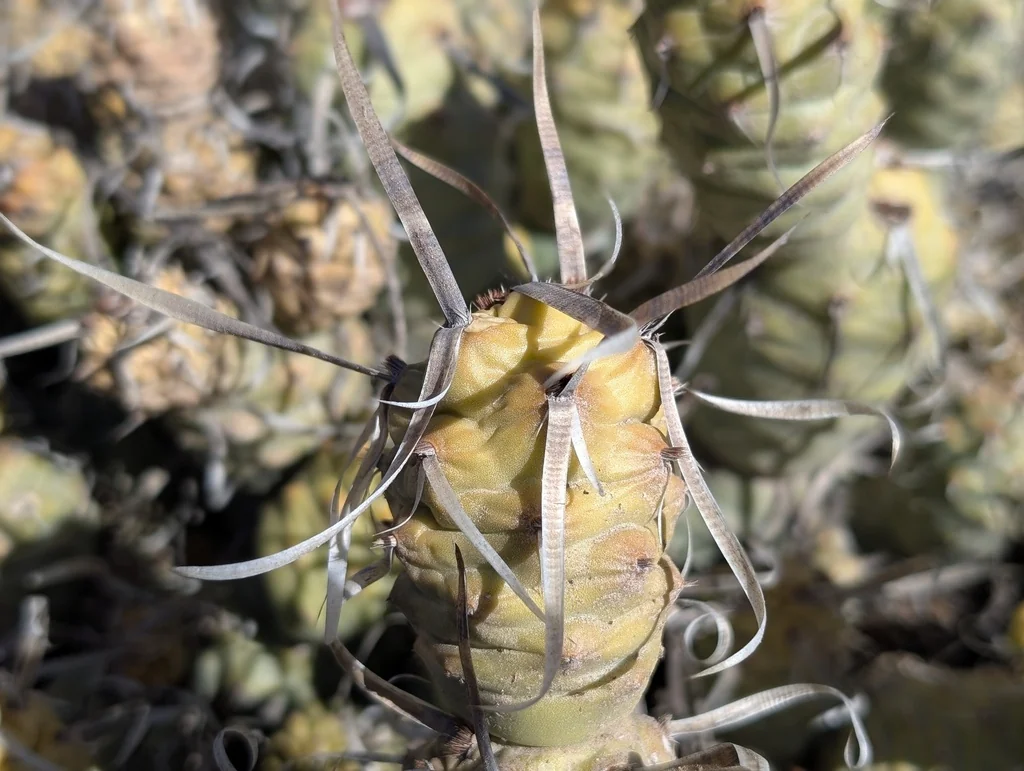 Tephrocactus Articulatus