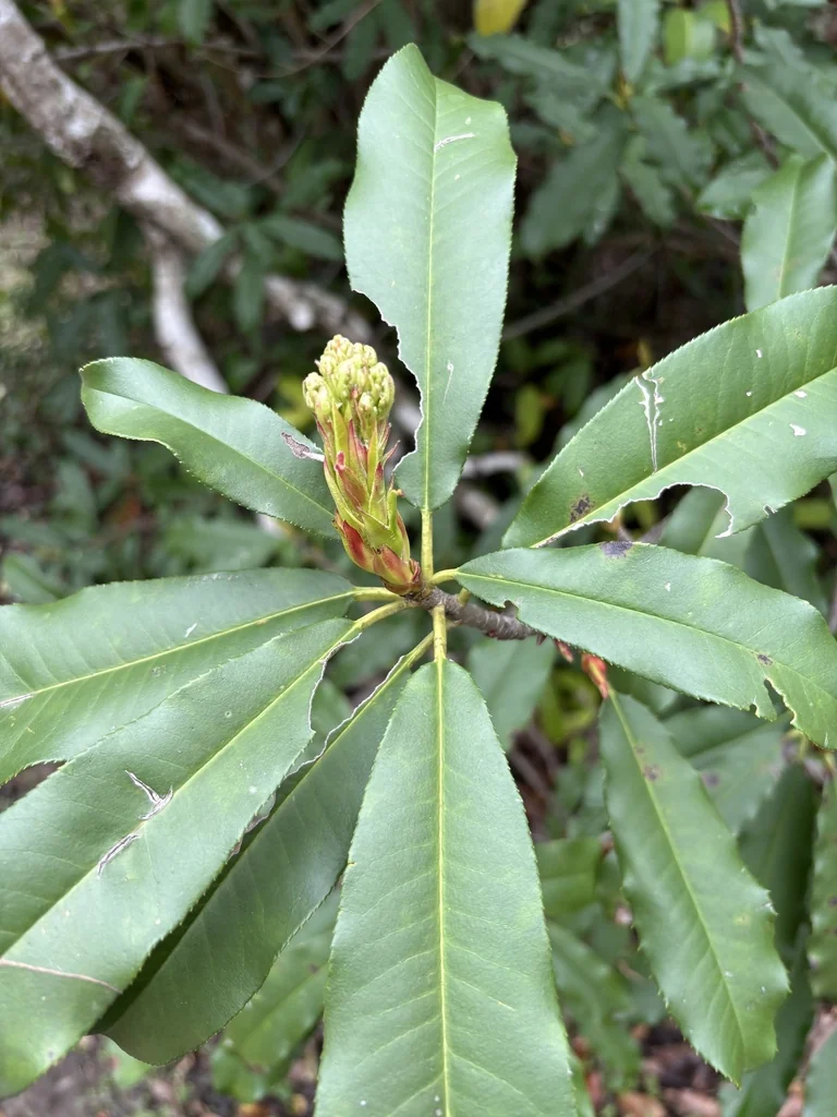Photinia Serratifolia