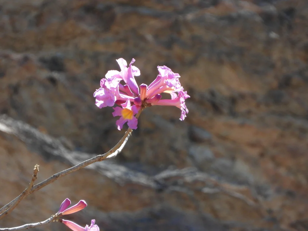 Tabebuia Impetiginosa