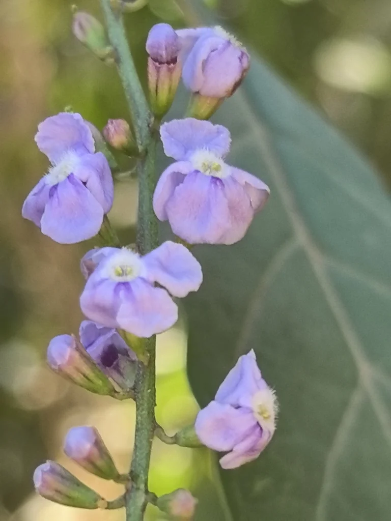 Duranta Erecta