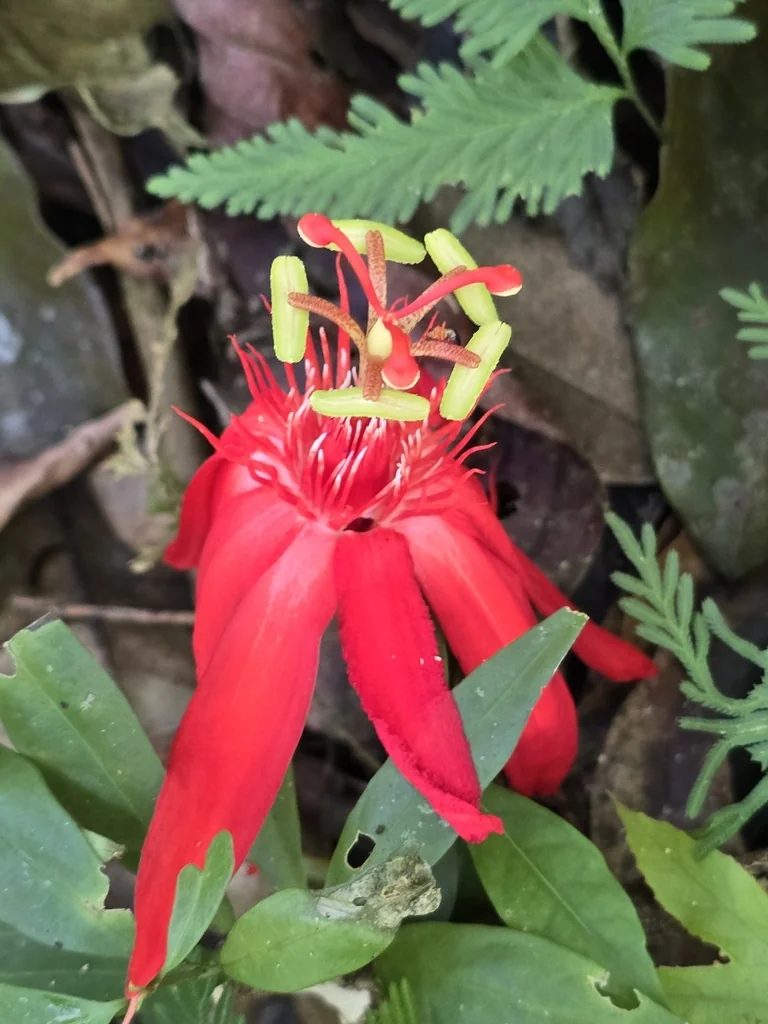 Passiflora Vitifolia
