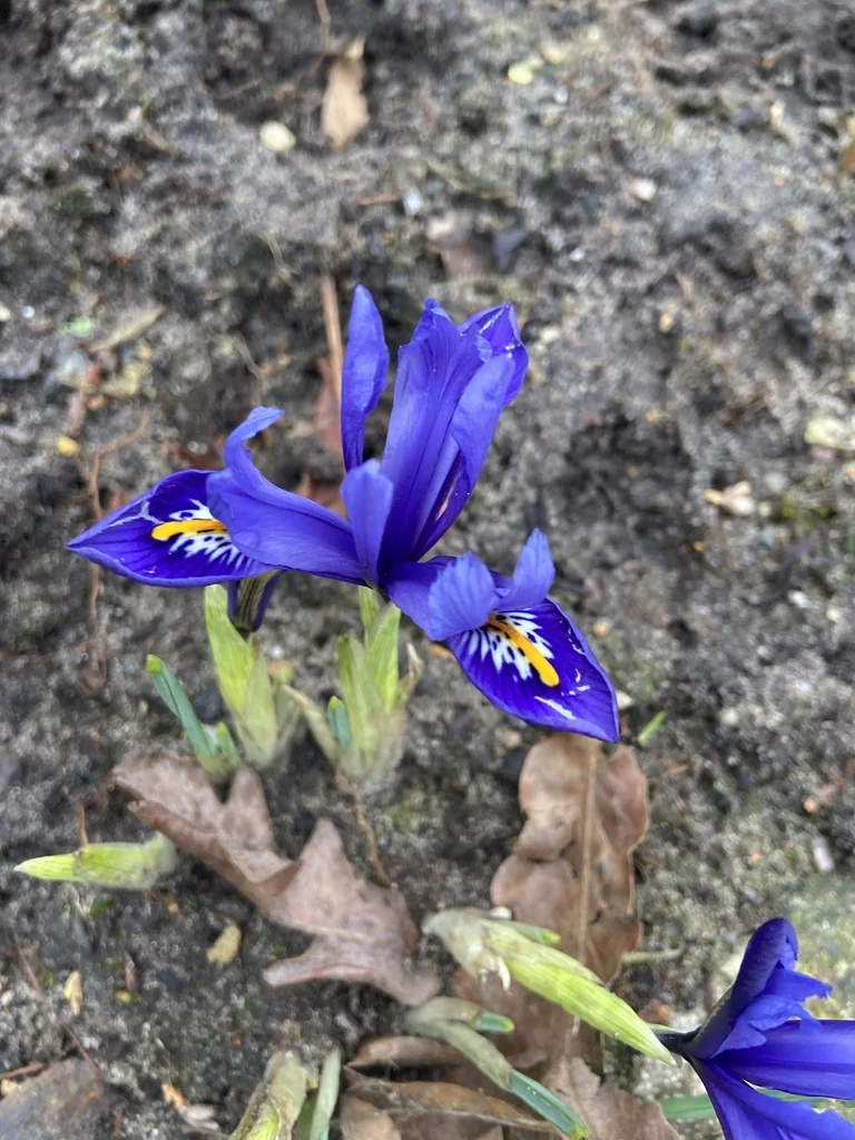 Iris Reticulata