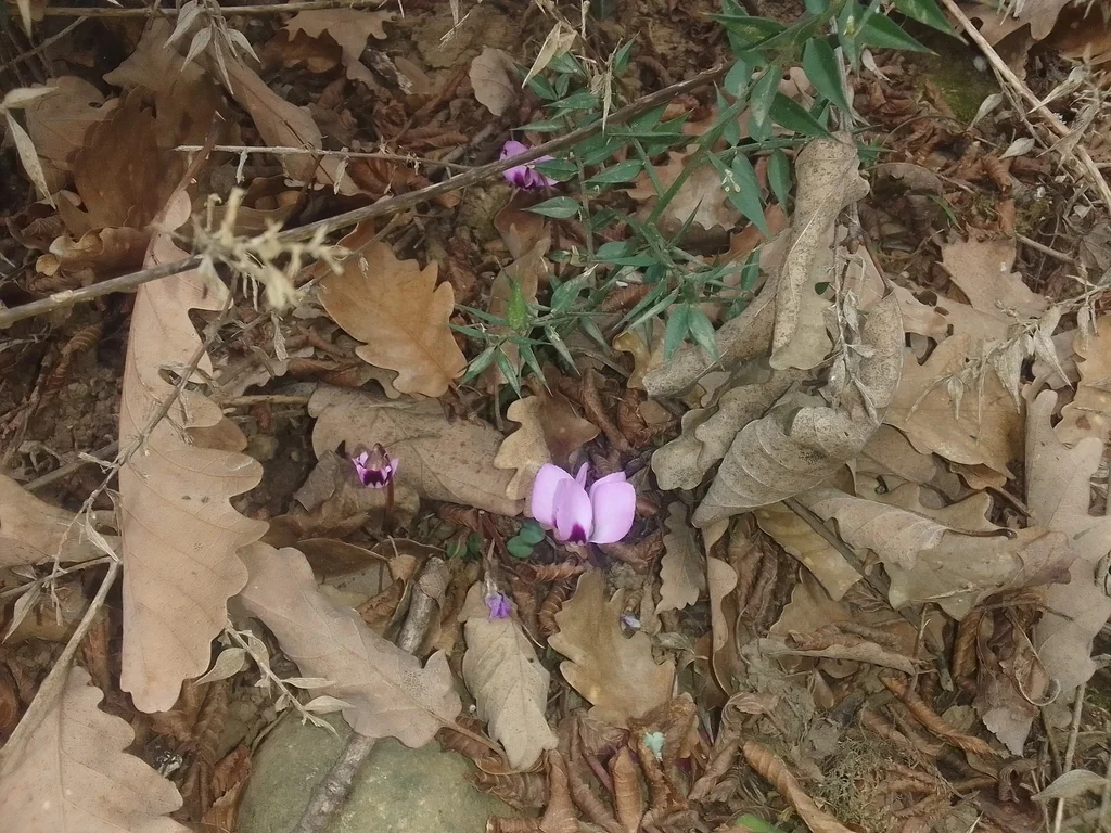 Cyclamen Coum