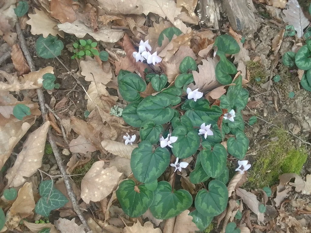 Cyclamen Coum