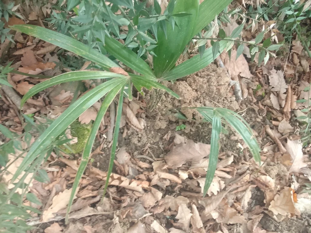 Trachycarpus Wagnerianus